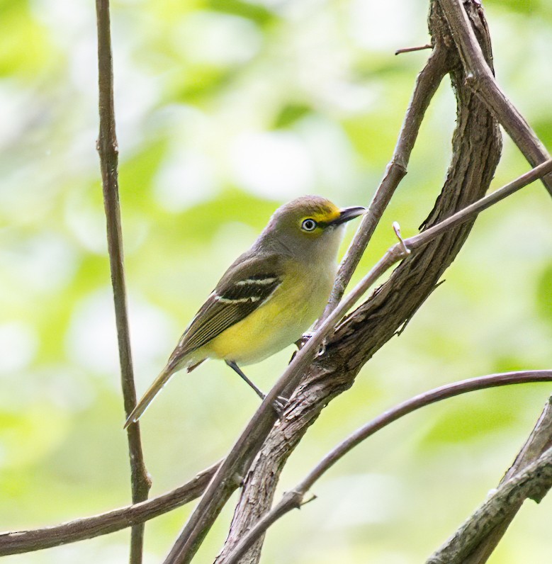 White-eyed Vireo - Jim P