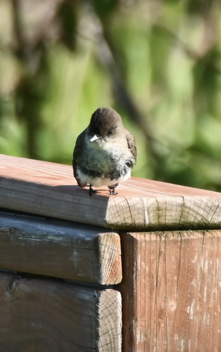 Eastern Phoebe - Sylvie Rioux