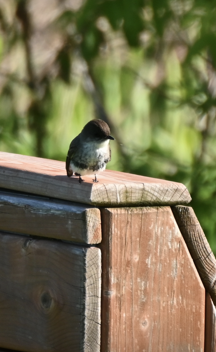 Eastern Phoebe - Sylvie Rioux