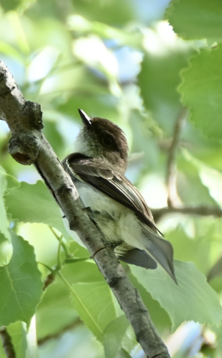 Eastern Phoebe - Sylvie Rioux