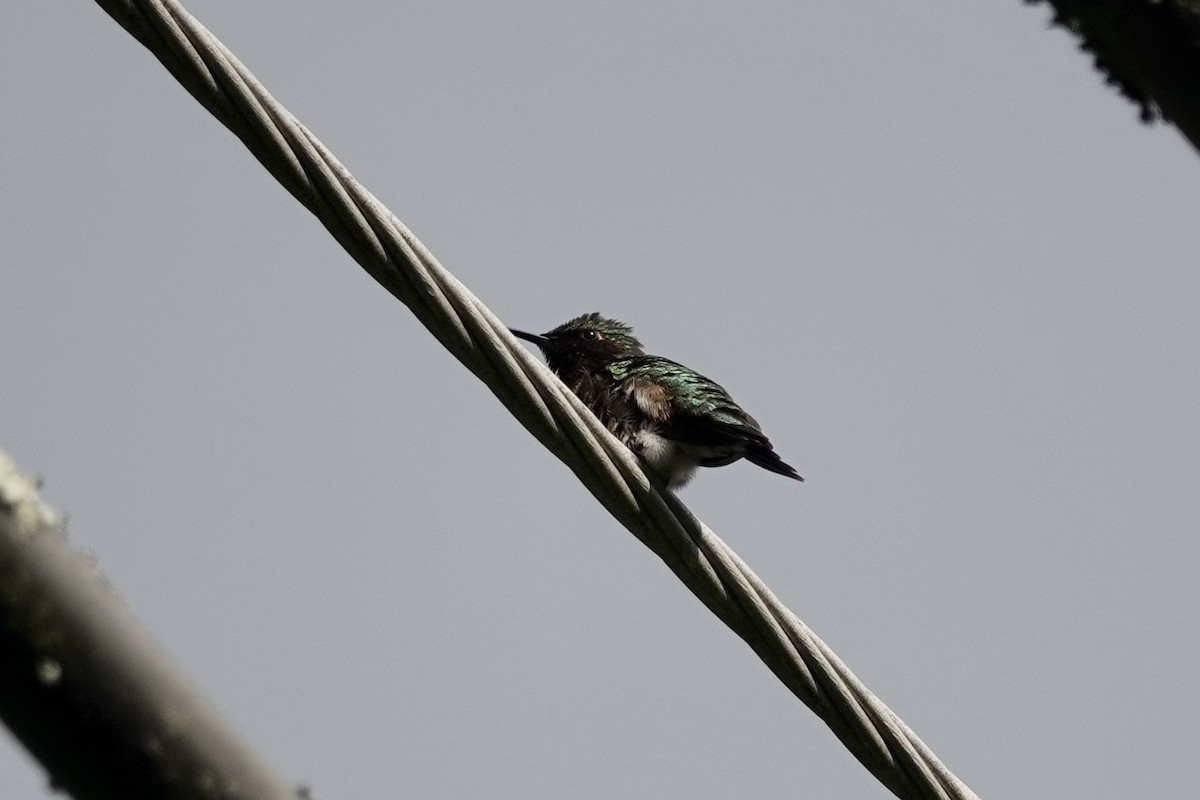 Ruby-throated Hummingbird - Benjamin Weihe