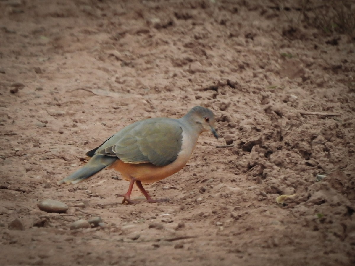 White-tipped Dove - Cesar Augusto Pizarro Rios