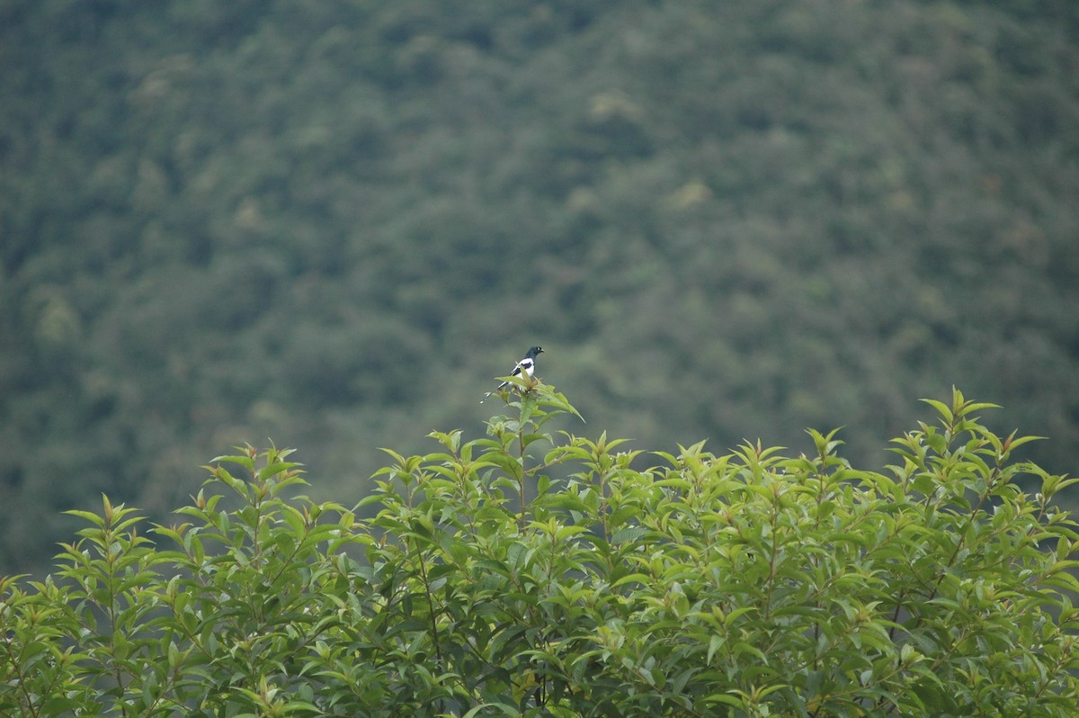 Magpie Tanager - Francisco Sornoza