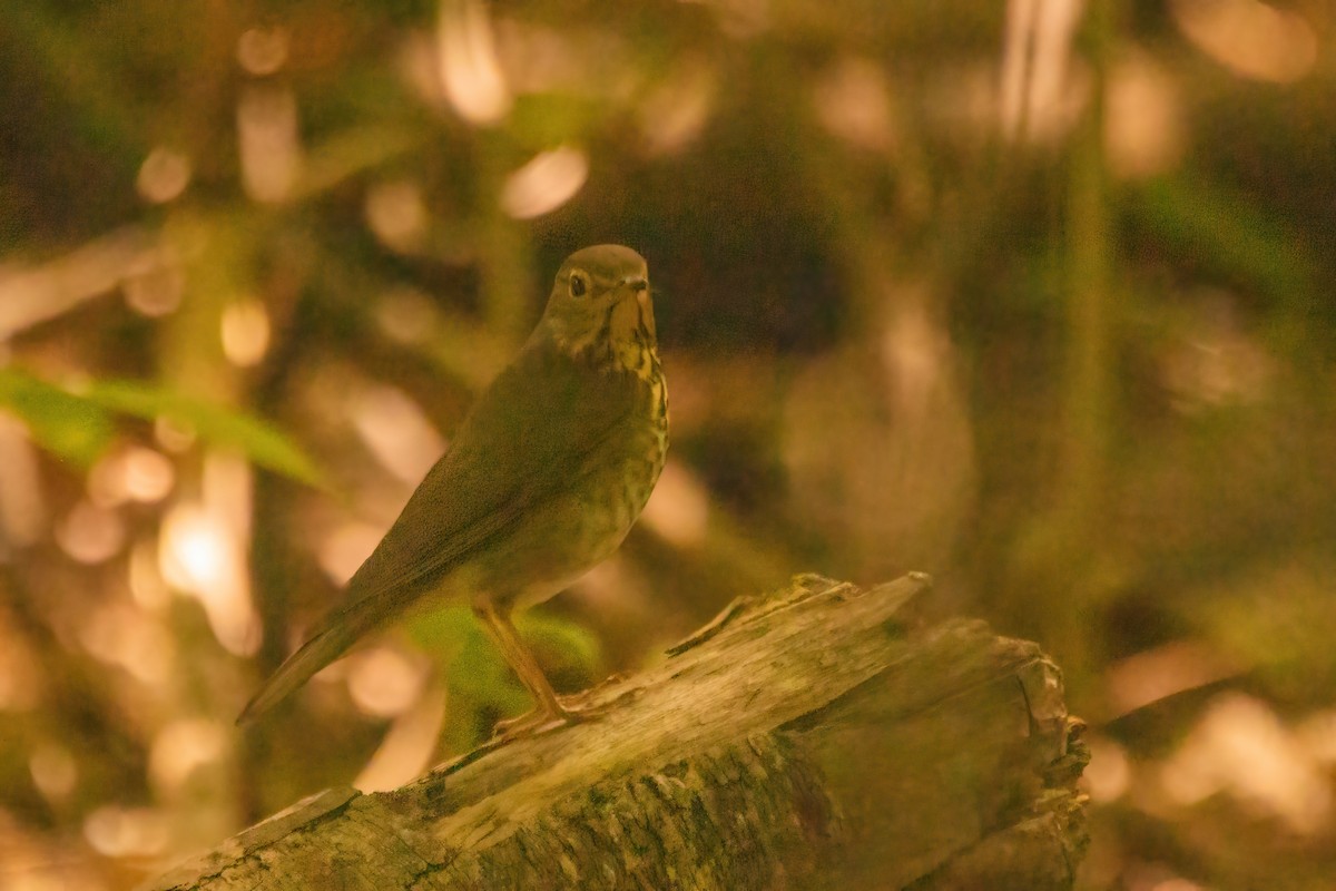 Swainson's Thrush - Marc Boisvert