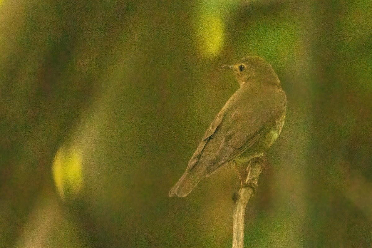 Swainson's Thrush - Marc Boisvert