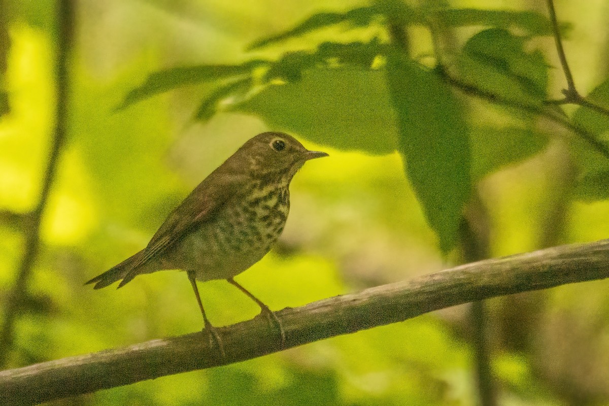 Swainson's Thrush - Marc Boisvert