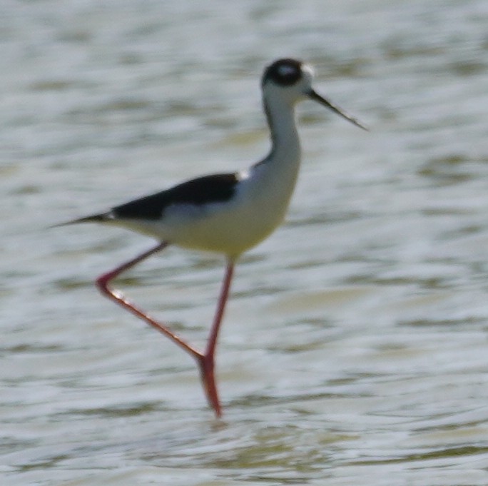 Black-necked Stilt - John McCallister