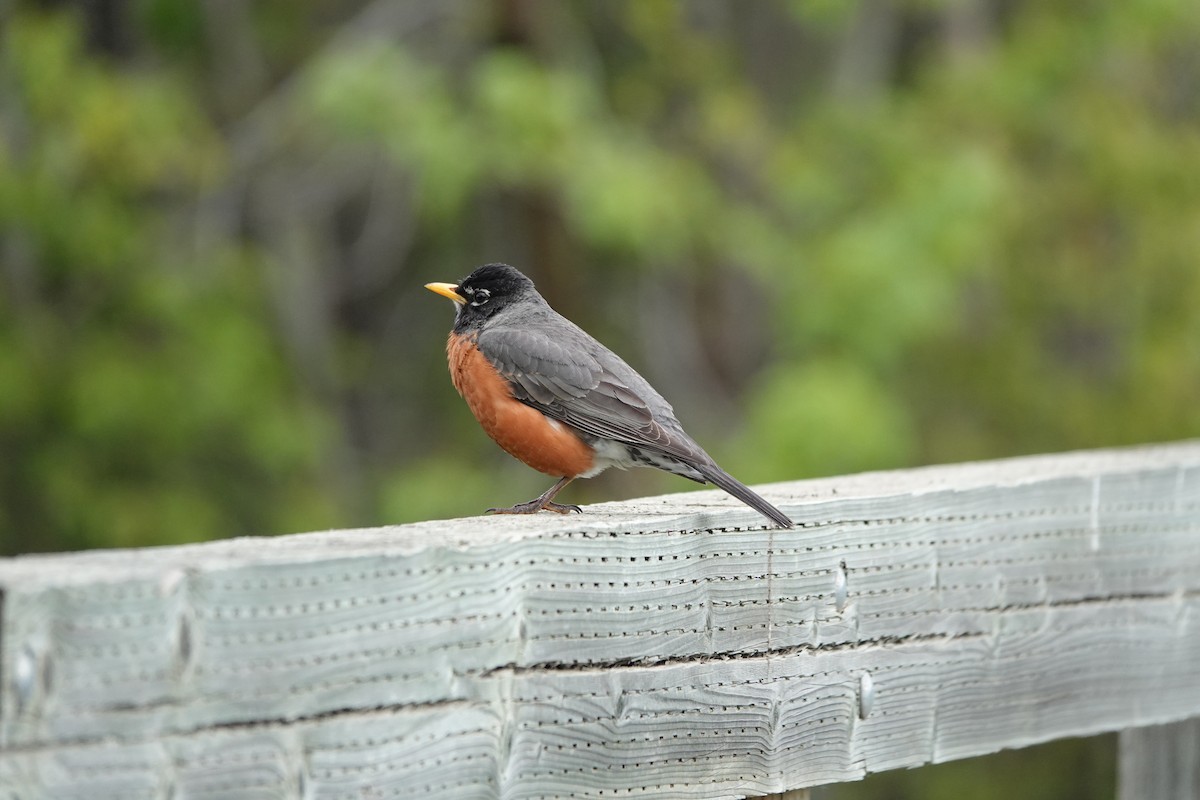 American Robin - Toby-Anne Reimer