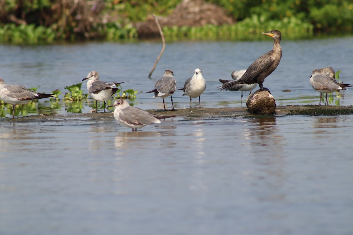 Laughing Gull - Luz Mariana Martínez Barrera