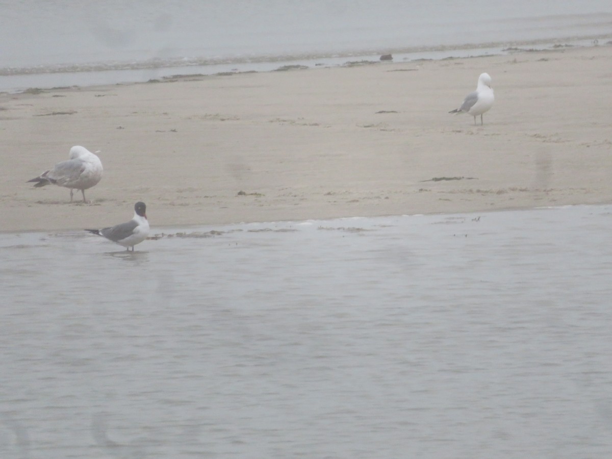 Laughing Gull - William Kuk