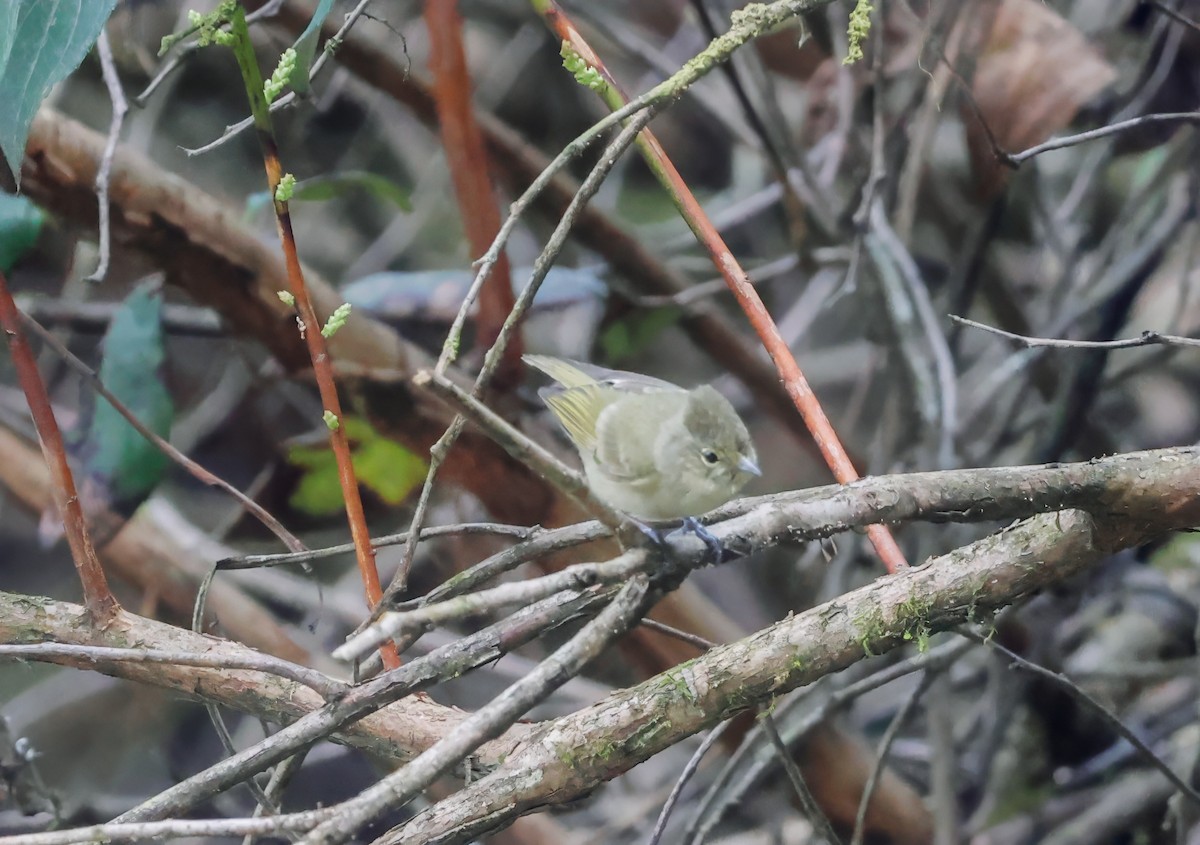 Yellow-browed Tit - Peter Crosson