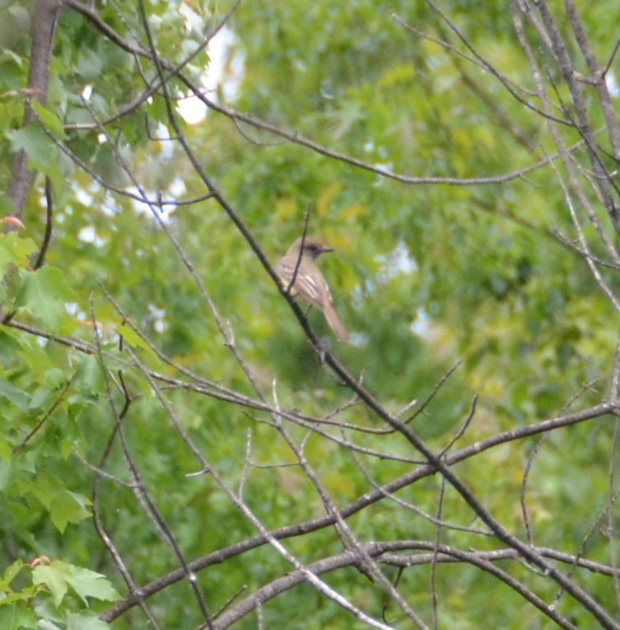 Great Crested Flycatcher - ML619644899