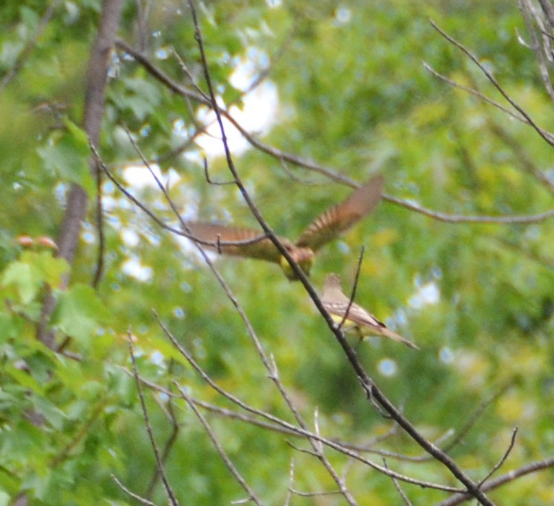 Great Crested Flycatcher - ML619644900