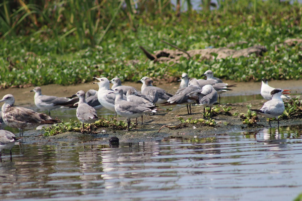 Ring-billed Gull - ML619644901