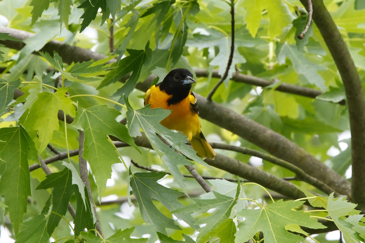 Baltimore Oriole - David Mayle