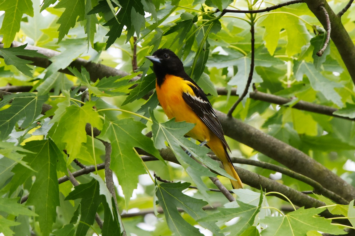 Baltimore Oriole - David Mayle