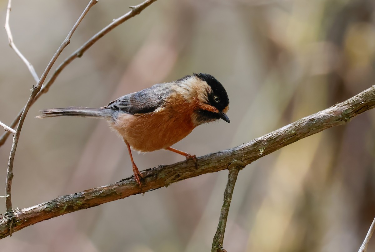 Black-browed Tit (Rufous-fronted) - Peter Crosson