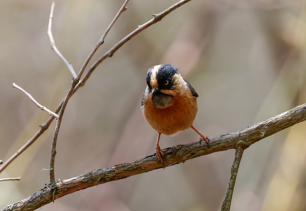 Black-browed Tit (Rufous-fronted) - Peter Crosson