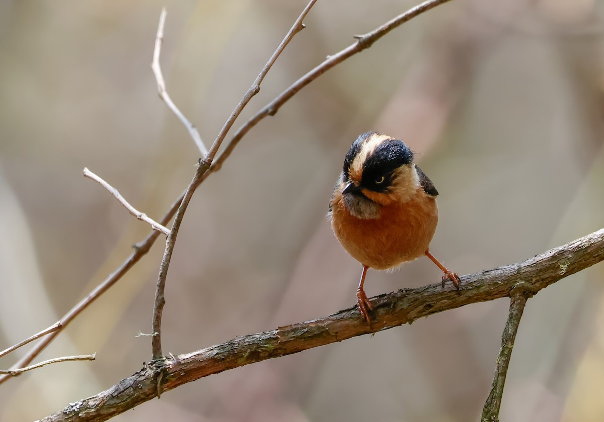 Black-browed Tit (Rufous-fronted) - Peter Crosson