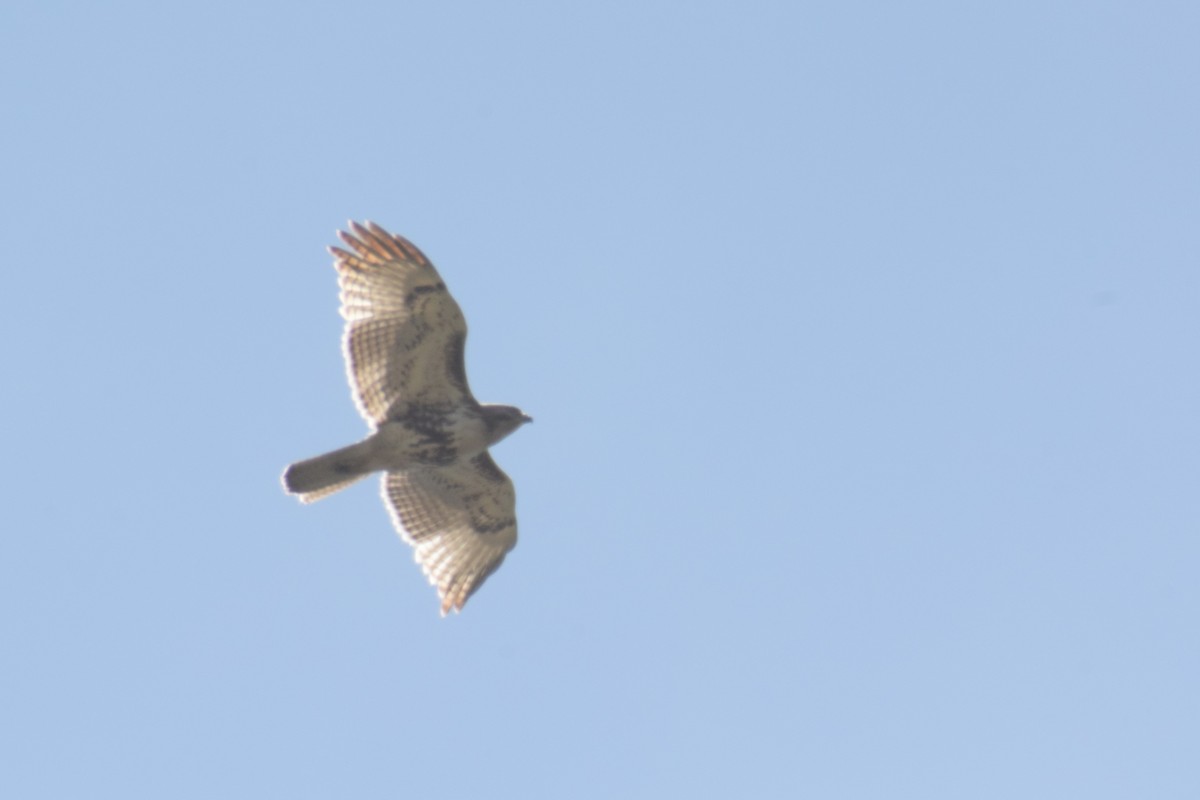 Red-tailed Hawk - ML619644926