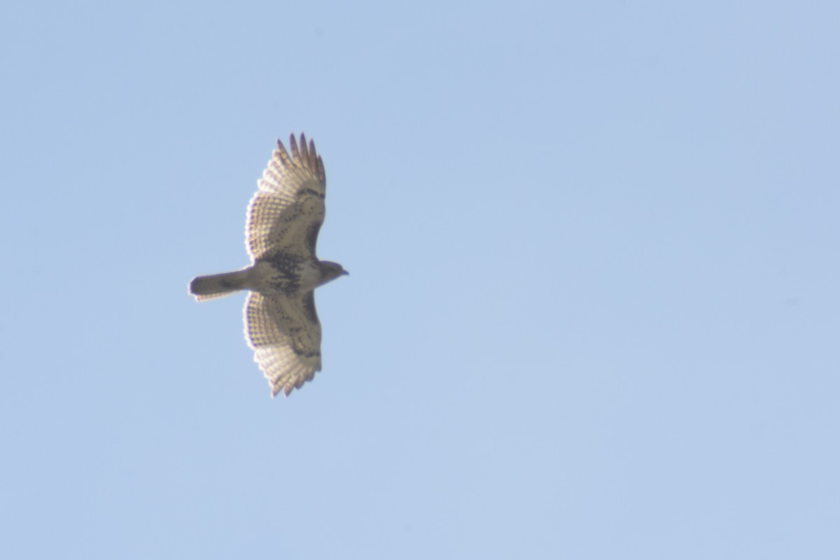 Red-tailed Hawk - ML619644927