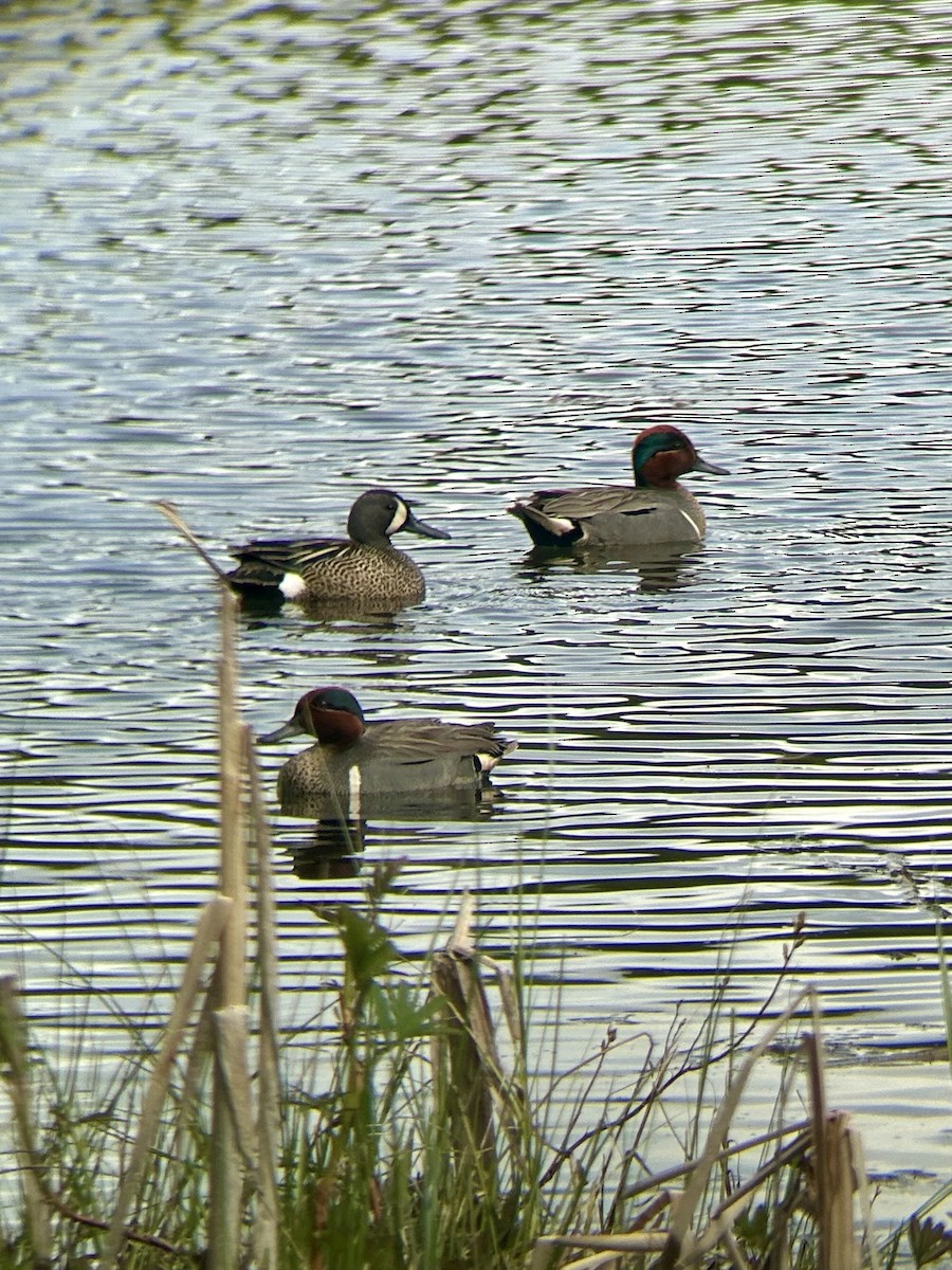 Blue-winged Teal - Krista Schaefer