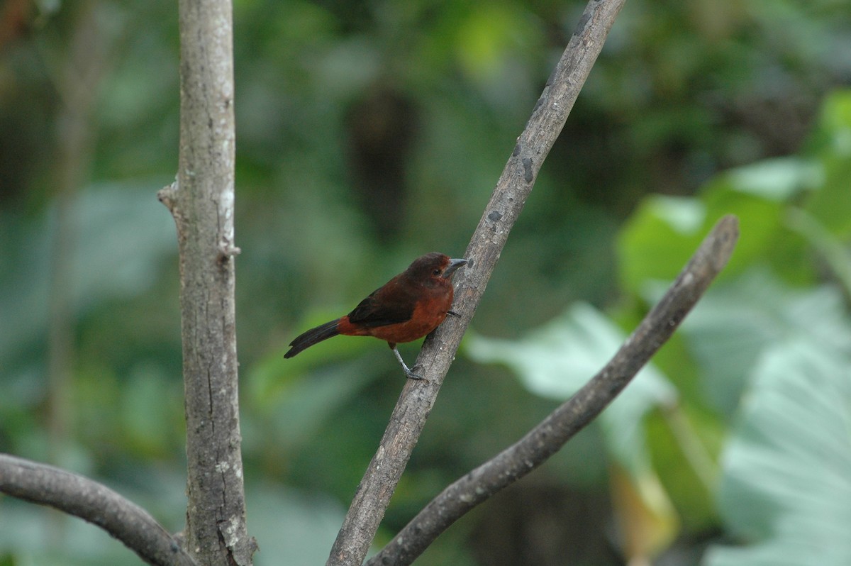 Silver-beaked Tanager - ML619644932