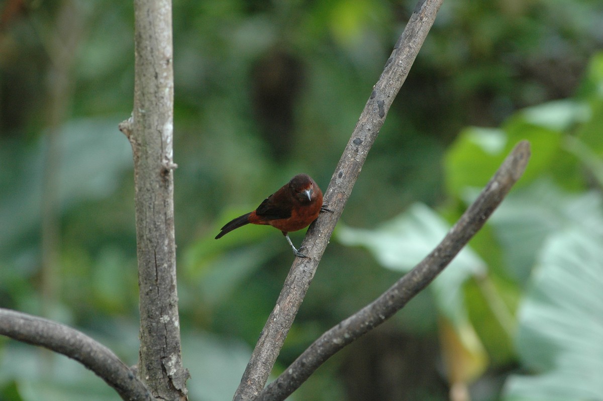 Silver-beaked Tanager - Francisco Sornoza