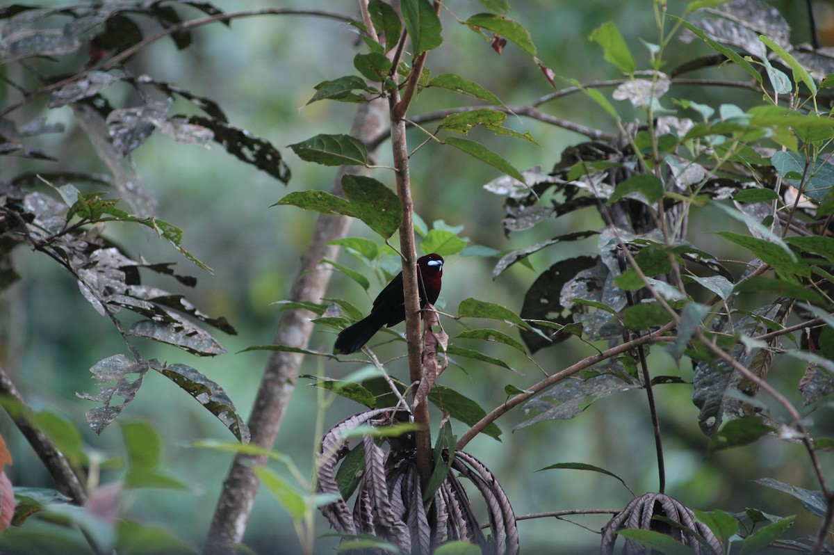 Silver-beaked Tanager - Francisco Sornoza