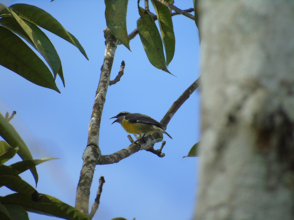 Bananaquit - Keyko Geraldy Saravia Llaja