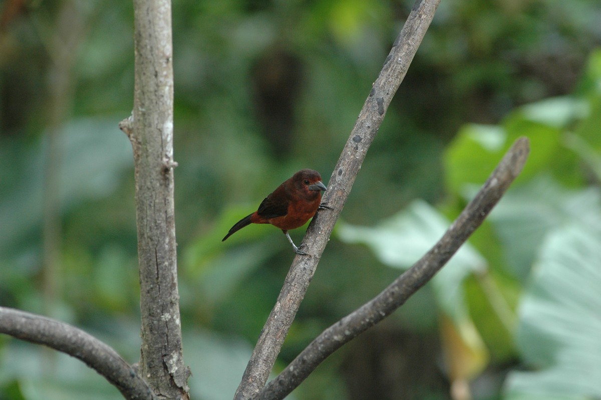 Silver-beaked Tanager - Francisco Sornoza