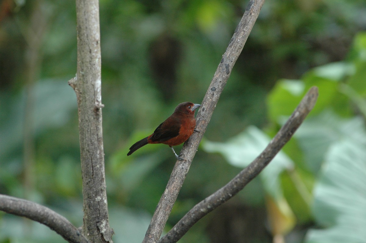 Silver-beaked Tanager - Francisco Sornoza