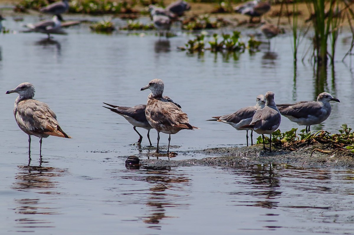 California Gull - ML619644939