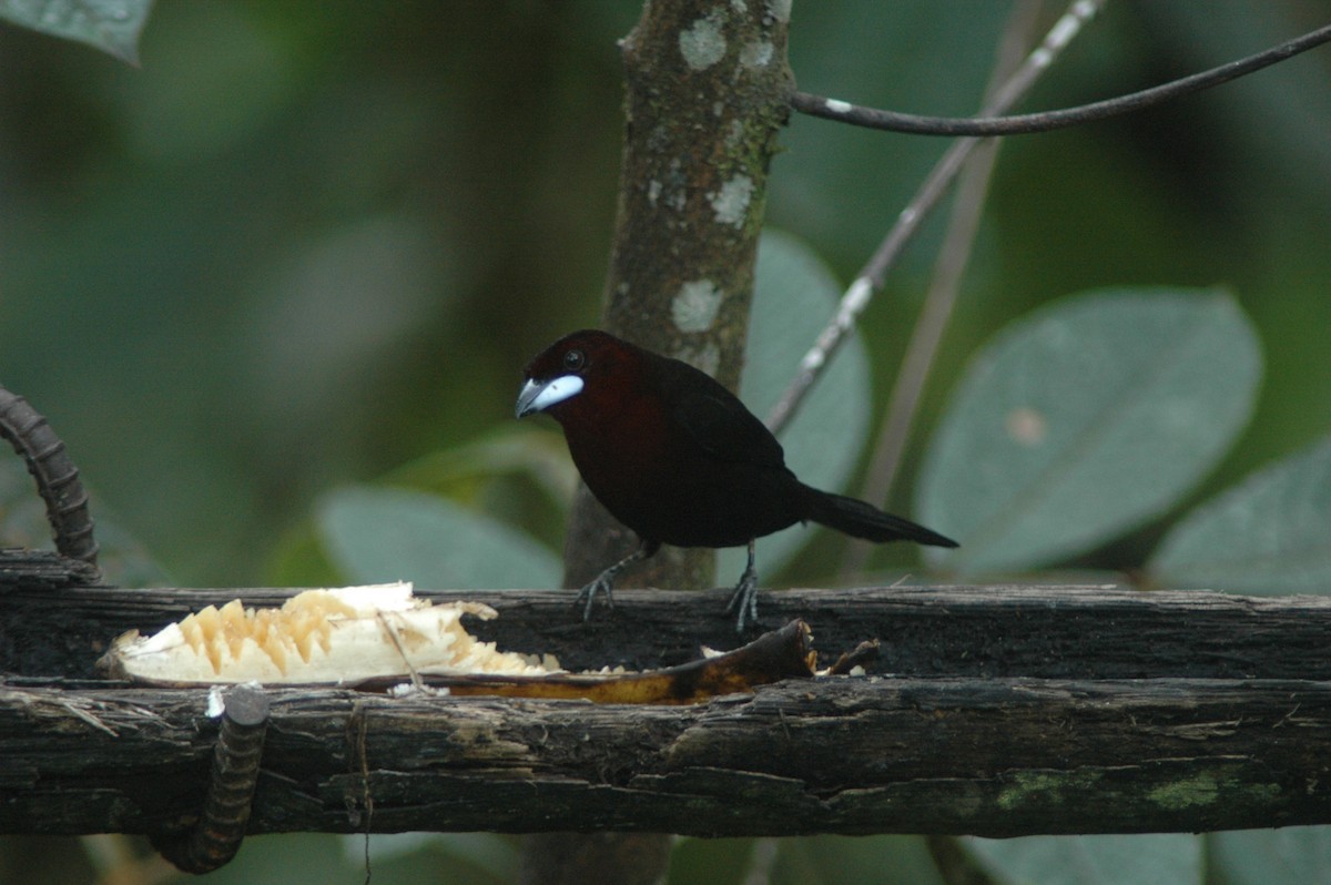 Silver-beaked Tanager - Francisco Sornoza