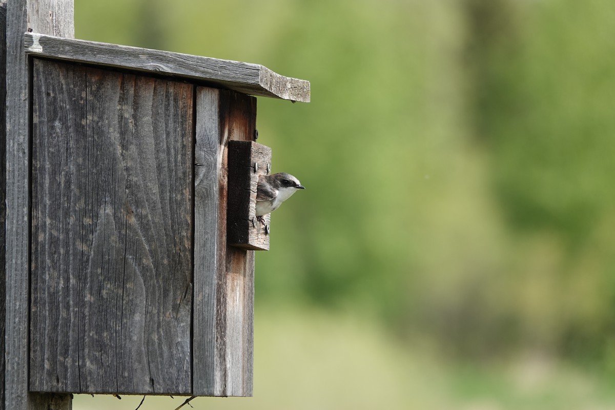 Tree Swallow - ML619644948