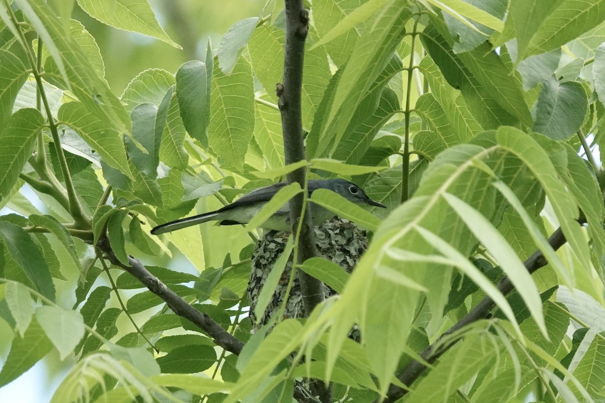 Blue-gray Gnatcatcher - Benjamin Weihe