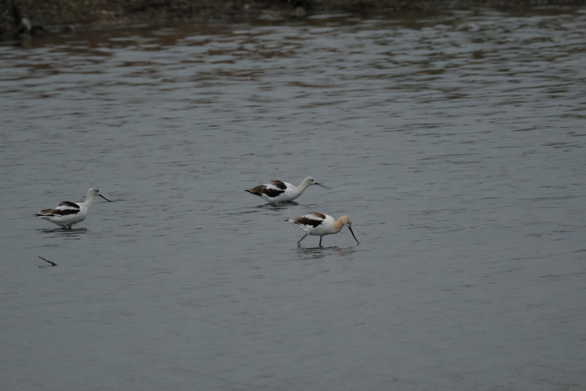 American Avocet - Wayne Kenefick