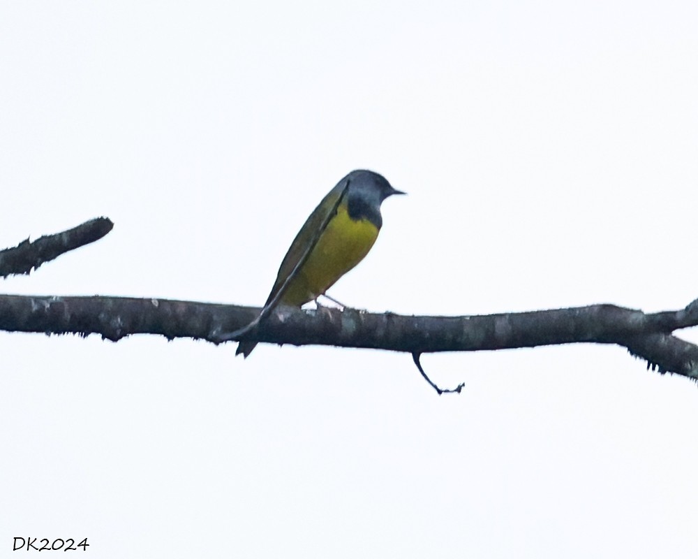 Mourning Warbler - Deborah Kral