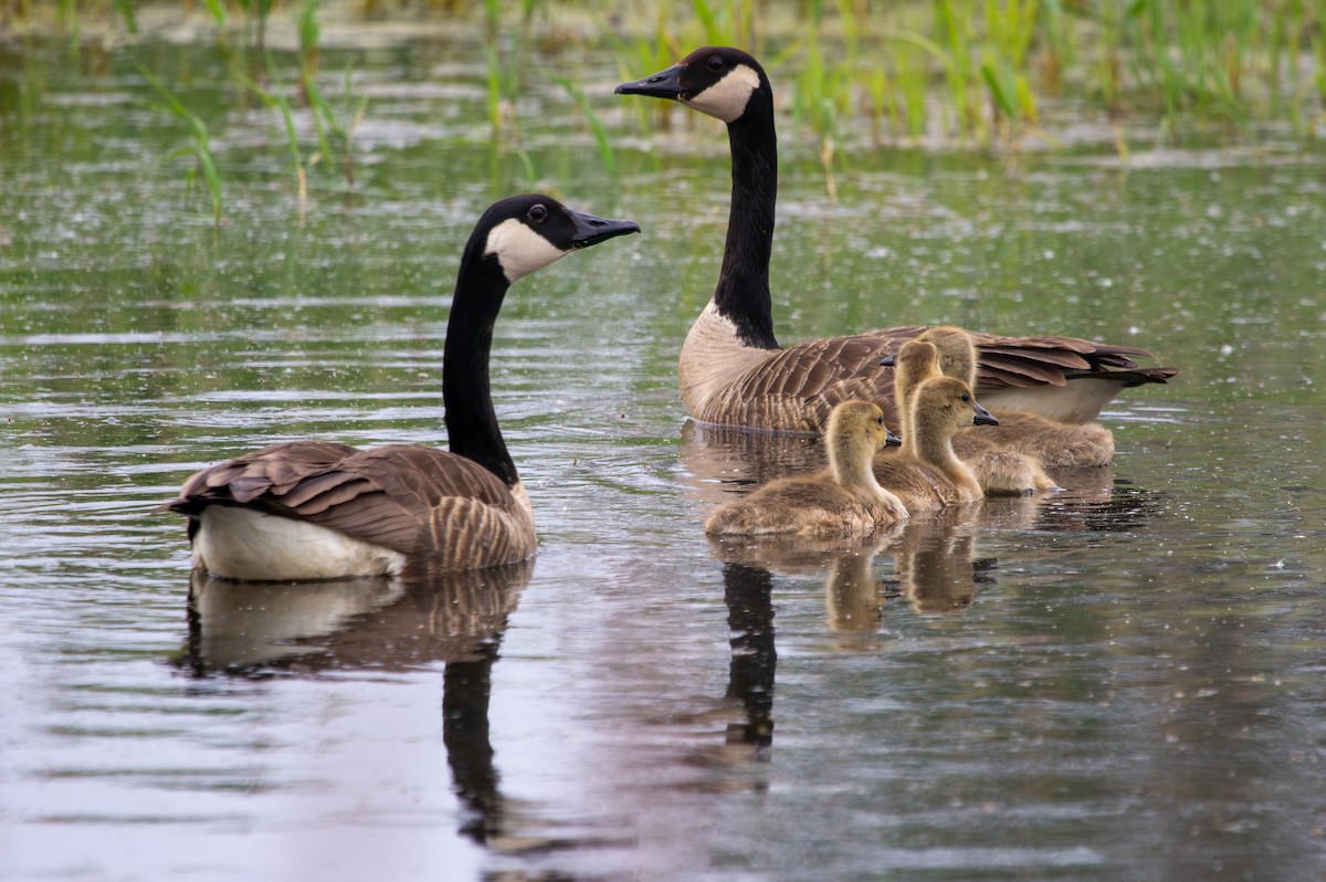 Canada Goose - Nathan McCarty