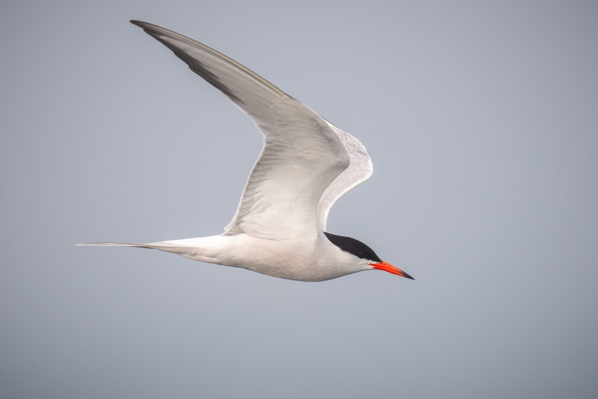 Common Tern - Chris Thomas