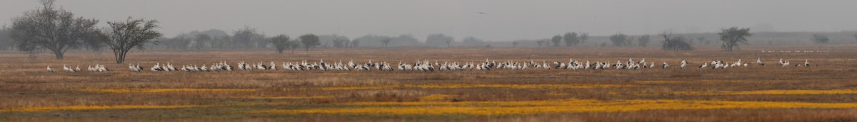 Andean Goose - Ariel Cabrera Foix