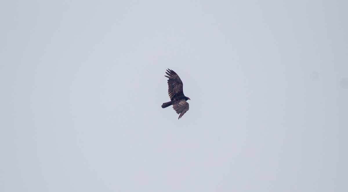 Turkey Vulture - ML619644967