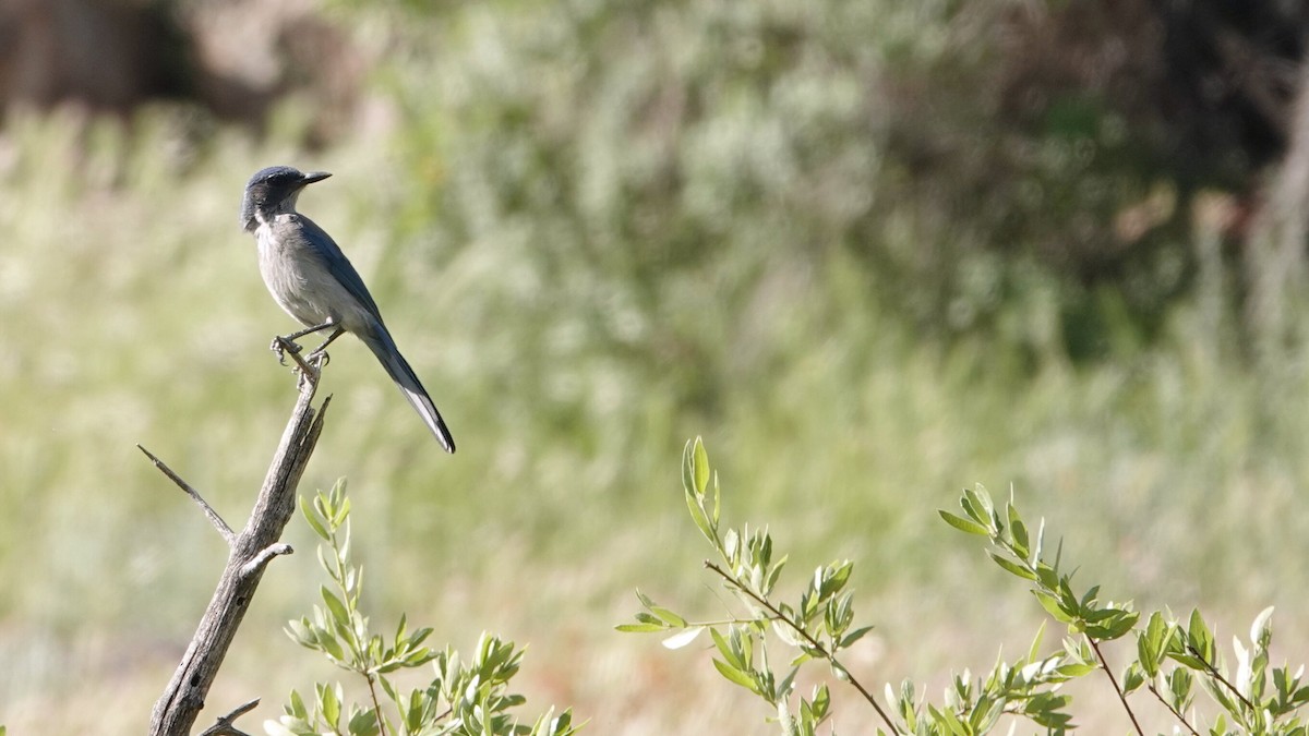 Woodhouse's Scrub-Jay - leo wexler-mann