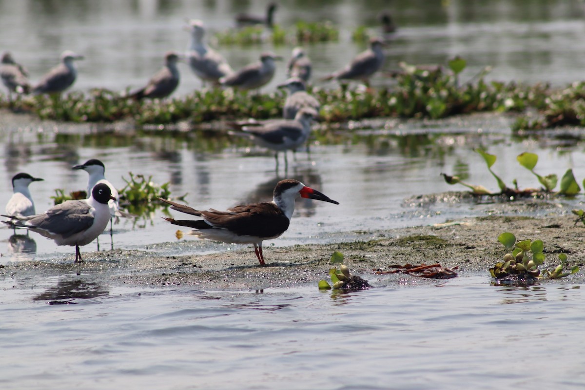 Black Skimmer - ML619644971