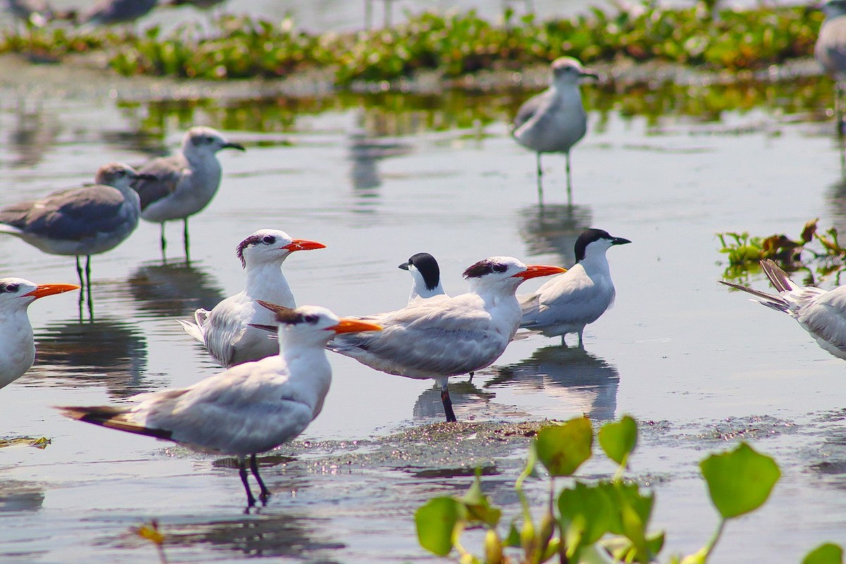 Gull-billed Tern - ML619644976