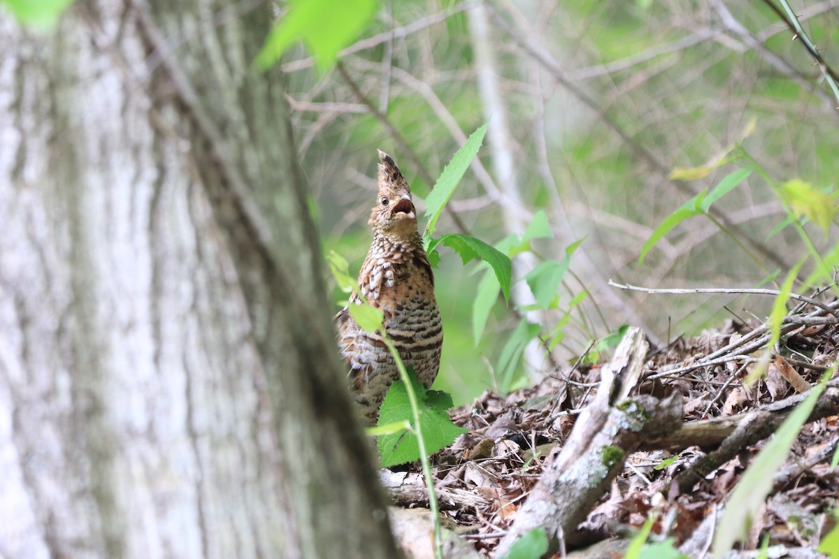 Ruffed Grouse - Will Burgoyne