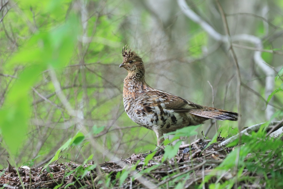 Ruffed Grouse - Will Burgoyne