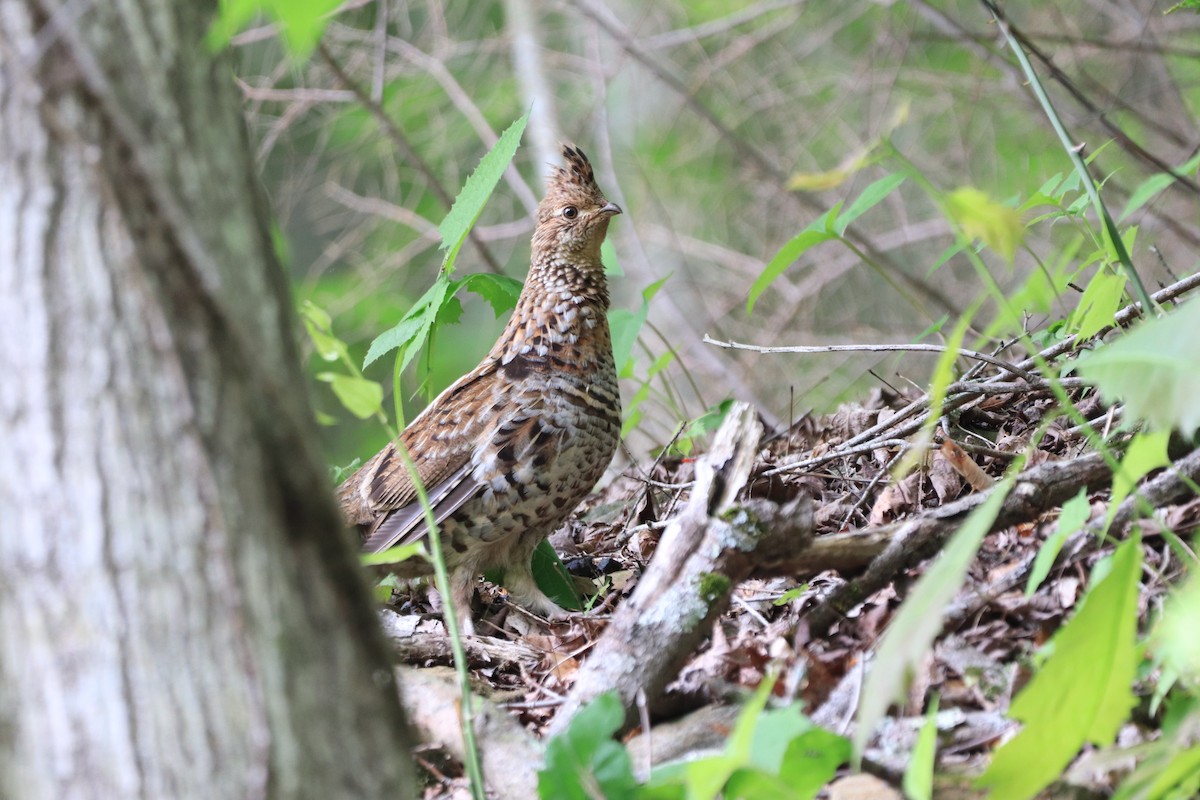 Ruffed Grouse - Will Burgoyne