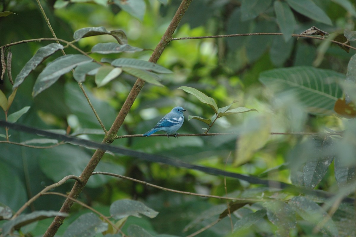 Blue-gray Tanager - Francisco Sornoza