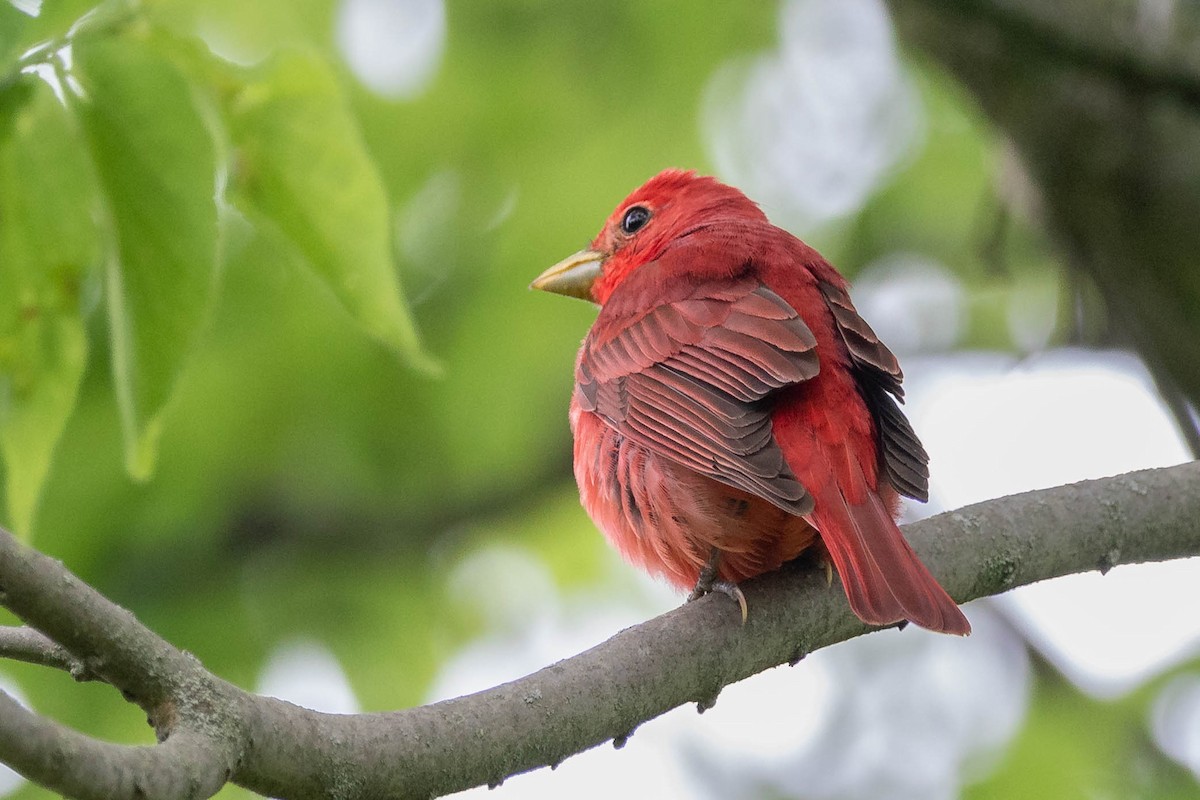 Summer Tanager - ML619644997